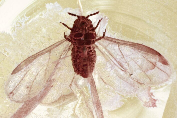 Detailed Fossil Winged Aphid (Aphidoidea) in Baltic Amber #346645